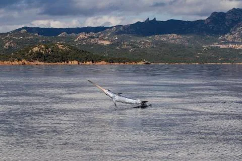 Swordfish Stock Photos