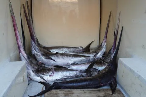 Swordfish in the refrigerator compartment. 스톡 사진