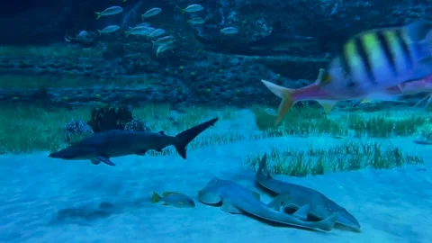 Swordfish, stingray, shark move slowly around the aquarium in blue water Stock Footage 243915918