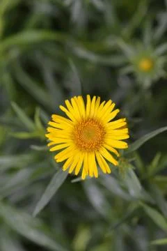 Swordleaf Inula Stock Photos