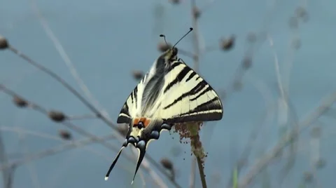 Swordtail butterfly 動画素材 50607368