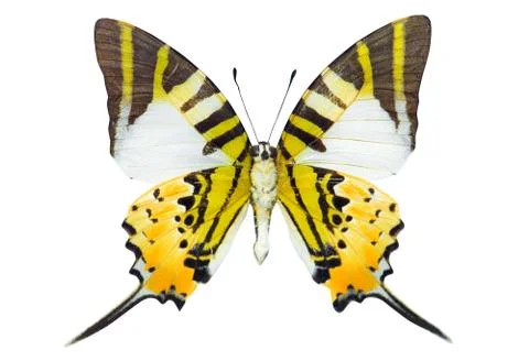 Swordtail butterfly Stock Photos