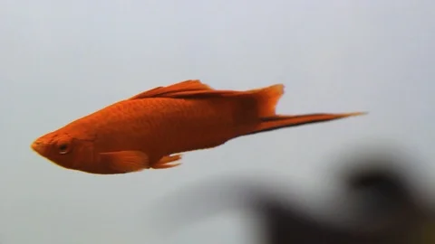 Swordtail fish in aquarium close-up Video stock 112655552