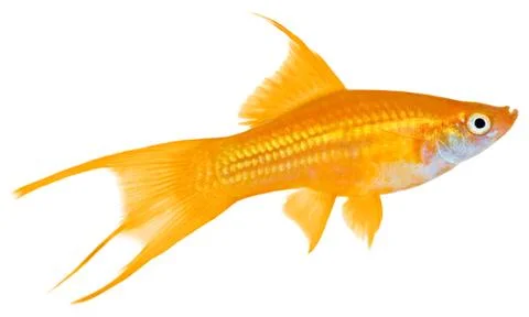 Swordtail fish Stock Photos