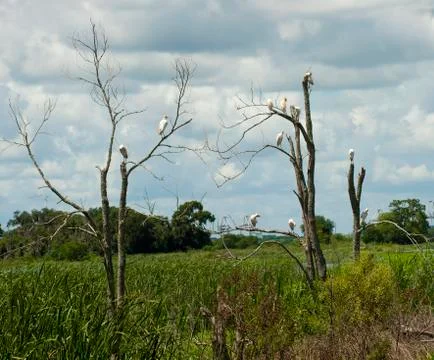 Swr cattle egrets 스톡 사진
