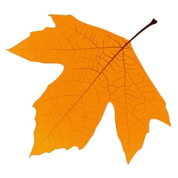 Sycamore autumn leaf Stock Illustration