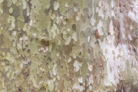 Sycamore bark close-up Stock Photos