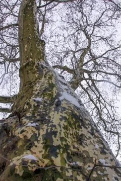 Sycamore bark on tree trunk in winter no leaves Stock Photos