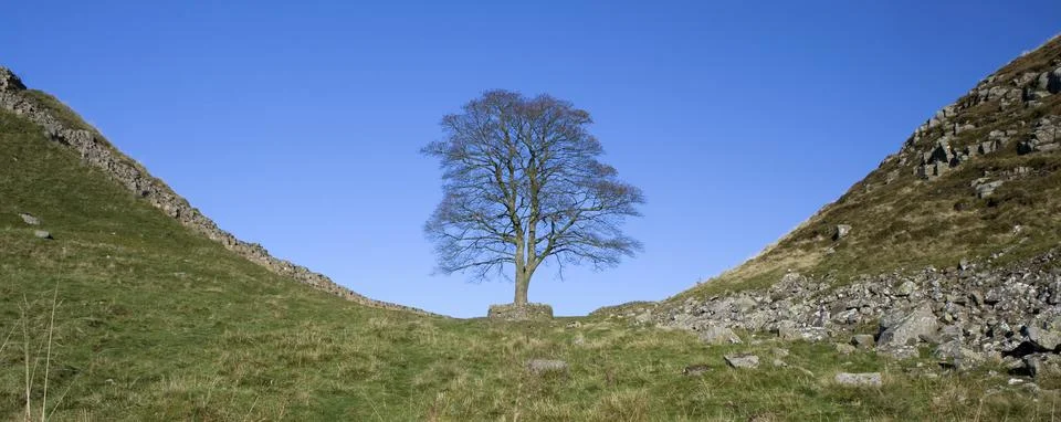 Sycamore Gap Stock Photos