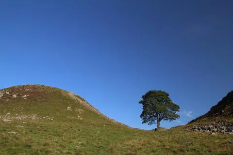 Sycamore Gap Stock Photos