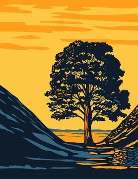 Sycamore Gap Tree in Hadrians Wall Country Within Northumberland National Par Illustrazione stock