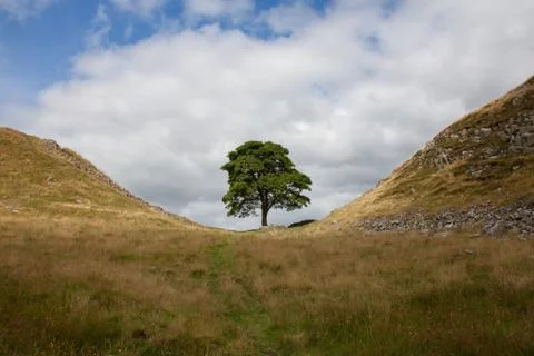 Sycamore gap view Stock Photos