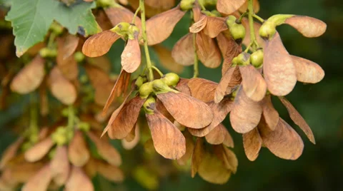 Sycamore keys Stock Footage 31219733