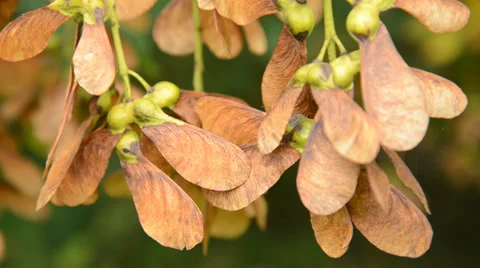 Sycamore keys Stock Footage 31229466