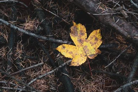Sycamore leaf on forest floor. Stock Photos