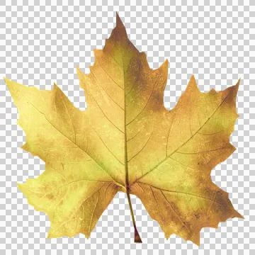 Sycamore Leaf Foto stock