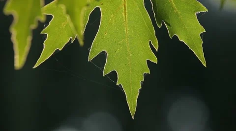 Sycamore leaves Video stock 51750878