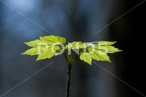 Sycamore Leaves IMG 0173 Stock Photos