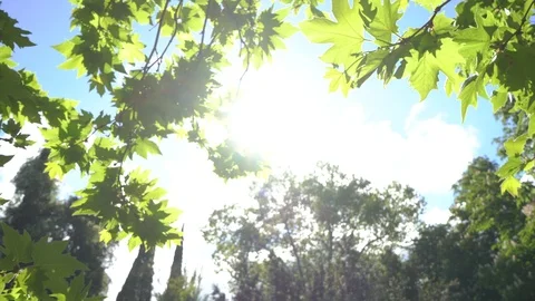 Sycamore leaves on a tree Stock Footage 112379623