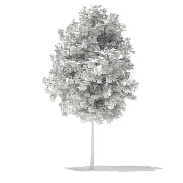 Sycamore Maple (Acer pseudoplatanus) 3.8m ~ 3D Model #96452818