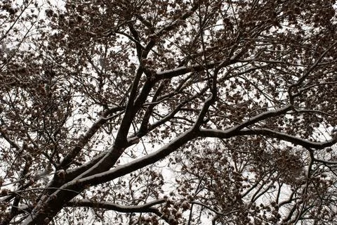Sycamore Maple (Acer Pseudoplatanus) Tree Covered in Fresh Snow Stock-Fotos
