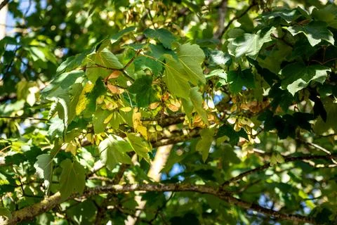 Sycamore maple, a large tree of the aceraceae family, in gemmotherapy, it a.. Foto stock