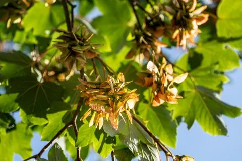 Sycamore maple, a large tree of the aceraceae family, in gemmotherapy, it a.. Foto stock