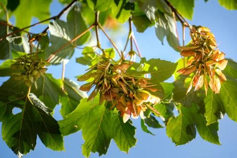 Sycamore maple, a large tree of the aceraceae family, in gemmotherapy, it a.. Foto stock
