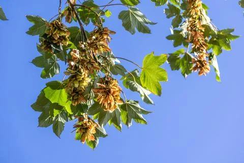 Sycamore maple, a large tree of the aceraceae family, in gemmotherapy, it a.. Foto stock