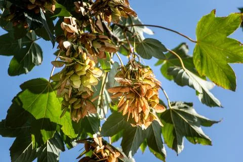 Sycamore maple, a large tree of the aceraceae family, in gemmotherapy, it a.. Foto stock