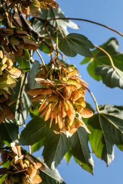 Sycamore maple, a large tree of the aceraceae family, in gemmotherapy, it a.. Foto stock