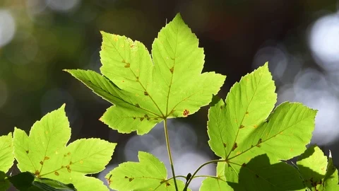 Sycamore maple leaves in against the light, autumn Stock Footage 99278022
