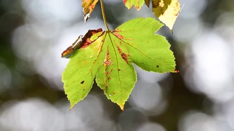 Sycamore maple leaves in against the light, autumn Stock Footage 99278074