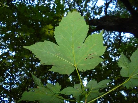 Sycamore maple leaves from below, flash lit in temperate forest canopy Stock Photos
