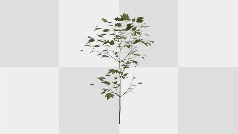 Sycamore Maple Sapling blowing in the wind Loop Animation. Alpha Channel Video stock 309470917