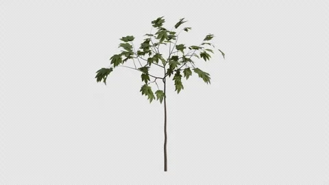 Sycamore Maple Sapling blowing in the wind Loop Animation. Alpha Channel Stock Footage 309471056