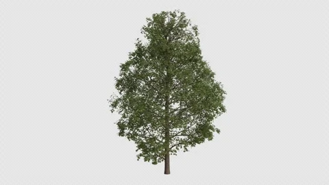 Sycamore Maple Tree blowing in the wind. Alpha Channel. Loop Animation Video stock 278080306