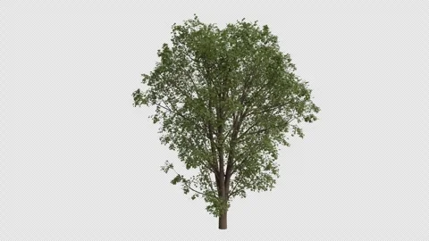 Sycamore Maple Tree blowing in the wind. Alpha Channel. Loop Animation Stock Footage 278080535