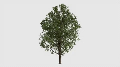 Sycamore Maple Tree blowing in the wind. Transparent Background. Loop Animation Stock Footage 323435142