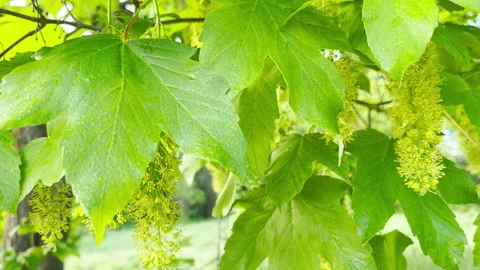 Sycamore Maple Tree Flowers Cascade Beautifully Near Green Spring Meadows Stock Footage 335310418