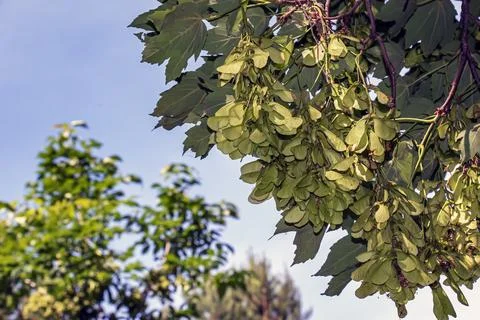 Sycamore maple tree growing in botanical garden in Nitra Slovakia Stock Photos
