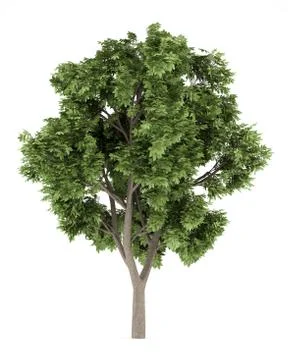 Sycamore maple tree isolated on white background. 3d illustration Illustrazione stock