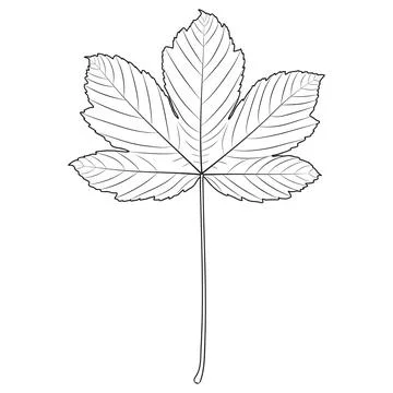 Sycamore maple tree leaf outline, silhouette, vector illustration. Coloring page Stock Illustration