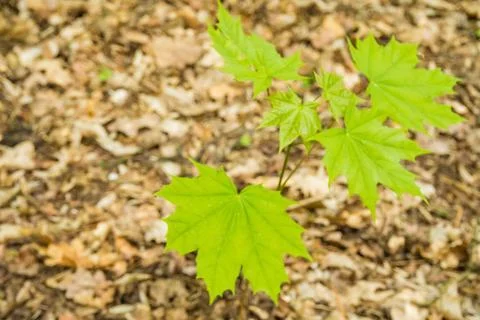 Sycamore sapling in the sunlight on a mossy forest floor. Acer pseudoplatanus, Stock Photos