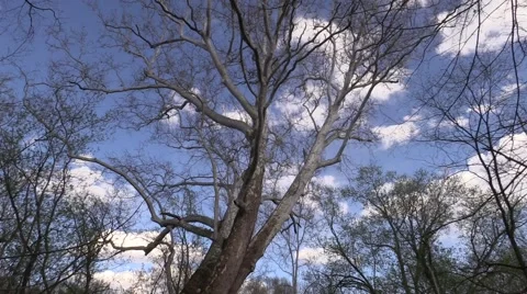 Sycamore in the spring  sunlight clouds move past scenic Stock Footage 50055646