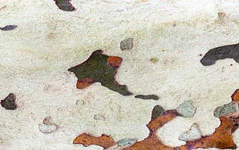 Sycamore texture tree bark Stock Photos