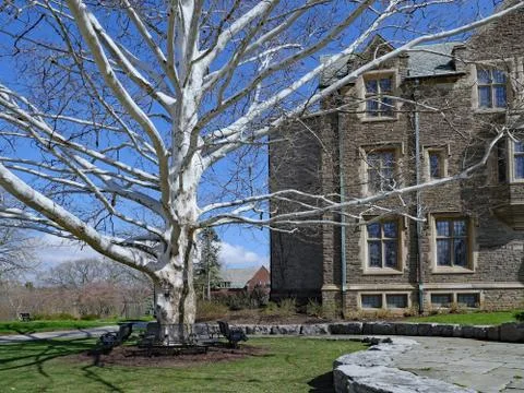 Sycamore tree, with bare white bark after old bark flakes off, beside a gothi Stock Photos