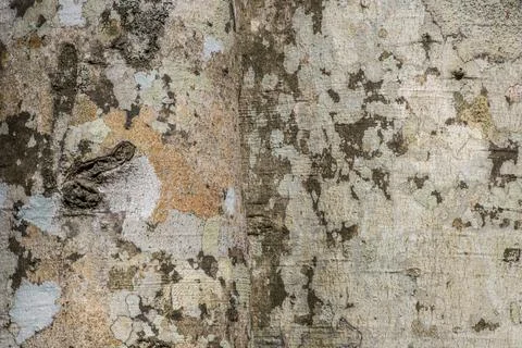 Sycamore tree bark closeup Foto stock