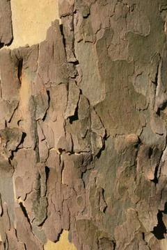 Sycamore tree bark Stock Photos