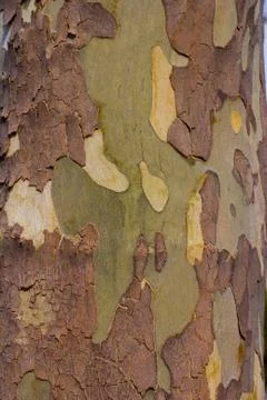 Sycamore tree bark Stock Photos